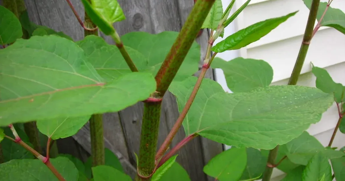 japanese knotweed